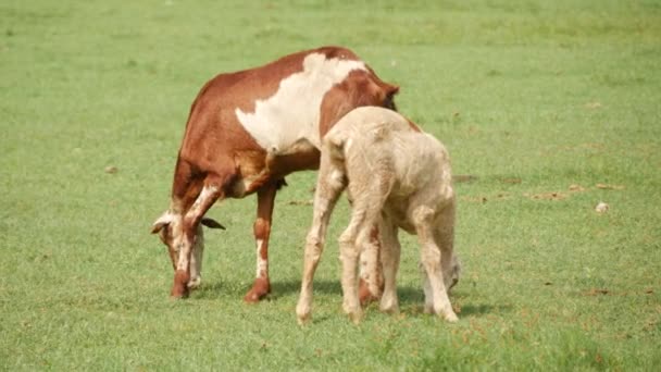 Vista Trasera Dos Cabras Comiendo Una Hierba Verde Campo — Vídeo de stock