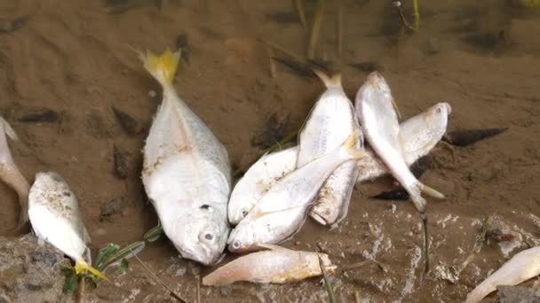 Μεγέθυνση Στη Σύλληψη Των Λευκών Νεκρών Ψαριών Σκεπασμένο Άψυχα Πάνω — Αρχείο Βίντεο