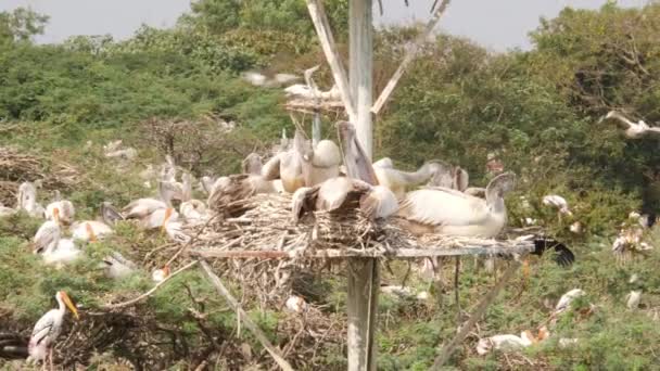 Manada Aves Que Descansan Sobre Pecher Aves — Vídeos de Stock