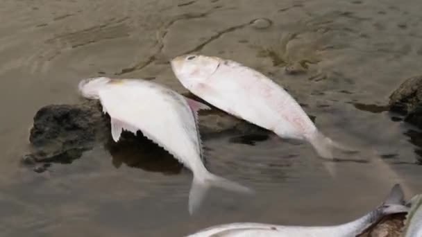 Dwie Duże Ryby Leżące Martwe Skale Woda Unosząca Się Nad — Wideo stockowe