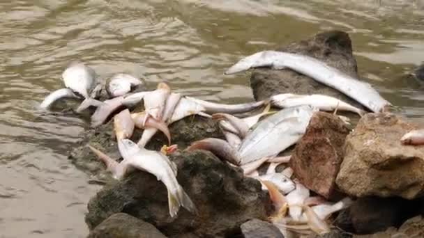 川の真ん中の大きな岩の上に生きていない魚の多くの種 — ストック動画