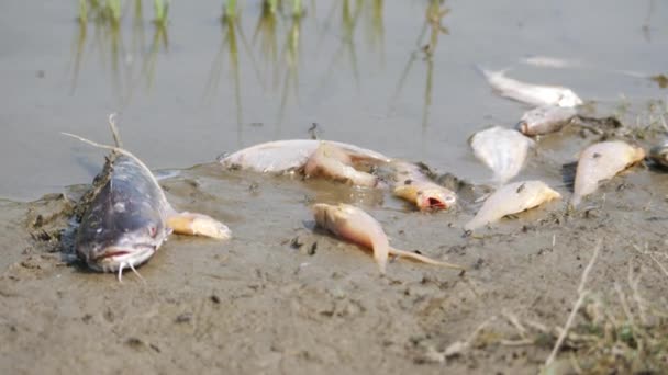 Bir Yayın Balığı Bir Sürü Küçük Balık Nehir Kıyısında Ölü — Stok video