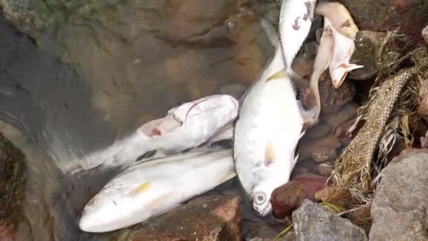 Weiße Fische Liegen Leblos Wasser Neben Felsen — Stockvideo