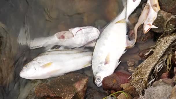 4匹の死んだ魚 負傷した1人は川の真ん中の岩の上に横たわっている — ストック動画