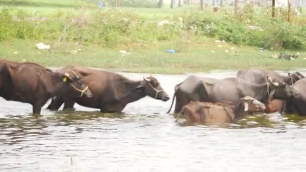 Boynuna Bağlanmış Bufalolar Nehirde Bir Çizgide Ilerliyorlar — Stok video