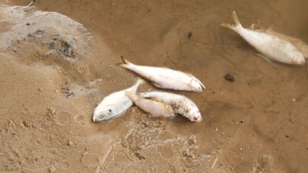 川岸の砂の上に5匹の白身魚が死んでいる — ストック動画