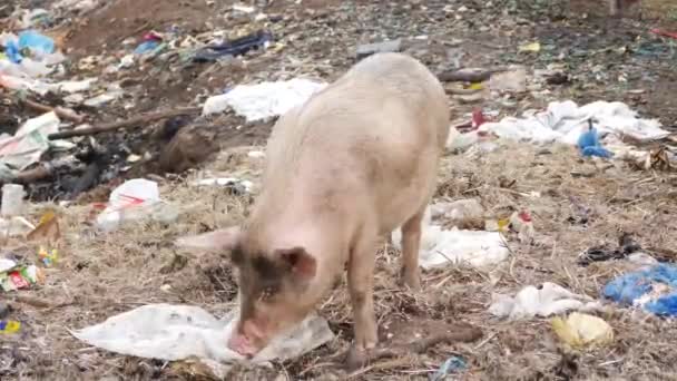 Cerdo Comiendo Nylon Blanco Cerca Área Basura — Vídeos de Stock