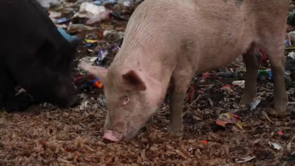 Ampliado Video Vivo Dos Cerdos Alimentándose Suelo Cerca Del Área — Vídeo de stock