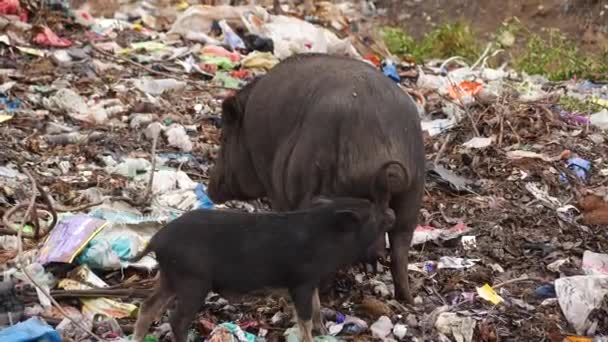 Cerdo Adulto Cerdito Labrando Basuras Vertedero — Vídeo de stock