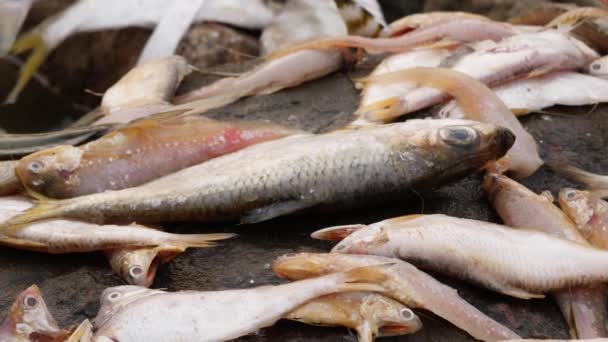 Korte Clip Van Dode Vissen Die Levenloos Een Oppervlak Liggen — Stockvideo