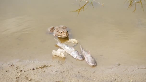Acht Weiße Tote Tilapia Fische Liegen Leblos Auf Einem Schlamm — Stockvideo