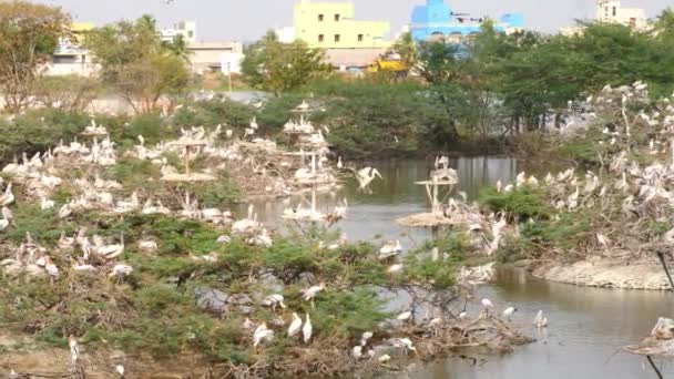 Cien Aves Ciconiiformes Blancas Sentadas Orillas Del Río — Vídeos de Stock