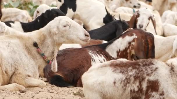 Goats Sitting Sandy Ground Chewing Something — Stock Video