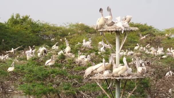 Vista Cerca Las Aves Ciconiiformes Que Descansan Percher Las Aves — Vídeos de Stock