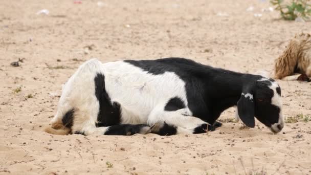 Siyah Beyaz Renkli Keçi Kum Çimlerine Oturmuş Etrafa Bakınıyor — Stok video