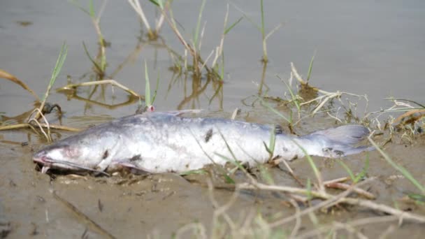 一条白色的大鱼死在河岸的草地上 — 图库视频影像