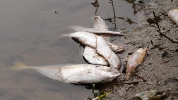 Białe Martwe Ryby Leżące Martwe Brzegu Rzeki — Wideo stockowe
