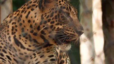 Bir leopar Önden Görünüm