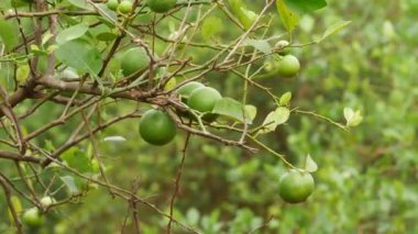 4k olgunlaşmamış yeşil limon dalları