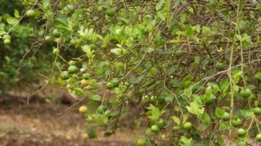 Yırtık narenciye meyveleri ağaç gibi esiyor.
