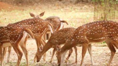 Yan görünüş ayakta yiyen geyikler