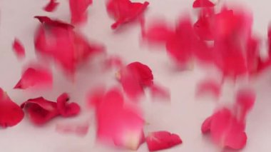 Gül yaprakları dökülüyor, beyazlara karşı