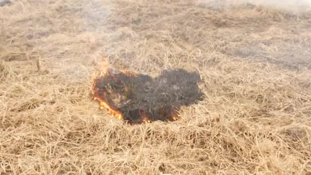Eld Bränner Liten Del Torkat Gräs — Stockvideo