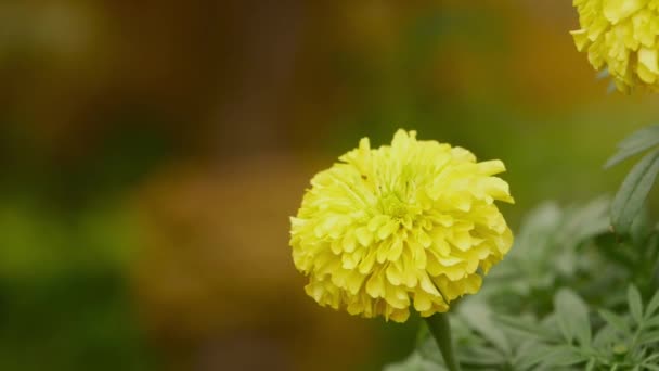 Mariglod Kwiaty Ogrodzie Zielonym — Wideo stockowe
