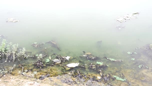 水污染 带有水的垃圾 — 图库视频影像