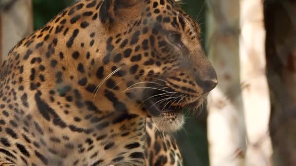 Vista Frontale Leopardo — Video Stock
