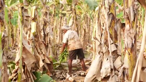 Фермер Переміщує Свіжу Зірвану Купу Бананів Сторону — стокове відео