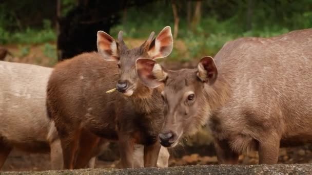 Tres Ciervos Comedores Bosque — Vídeos de Stock