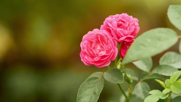 Три Розовых Розы Закрыть Замедленной Съемки — стоковое видео