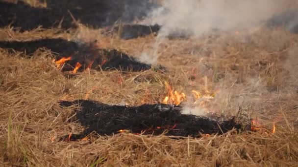 Incendios Arbustos Secos Diferentes Partes Efecto Humo — Vídeos de Stock
