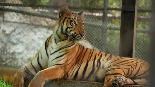 Tigre Sentado Mirando Fijamente Lamiendo Zoo — Vídeos de Stock