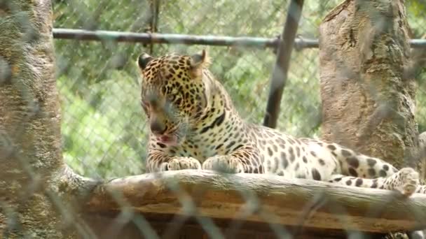Lampart Siedzi Patrząc Zoo — Wideo stockowe