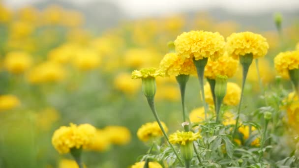 杯状的高品种黄色的菊花 基部低矮模糊的花园背景 — 图库视频影像