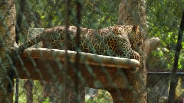 Vista Laterale Leopardo Nella Foresta — Video Stock
