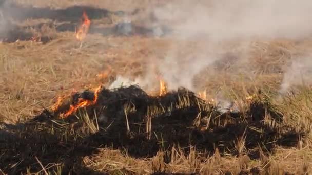 Fogo Queimando Duas Partes Diferentes Arbustos Secos Trazendo Fumaça — Vídeo de Stock