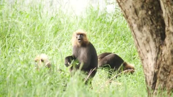 Tres Monos Bosque — Vídeo de stock