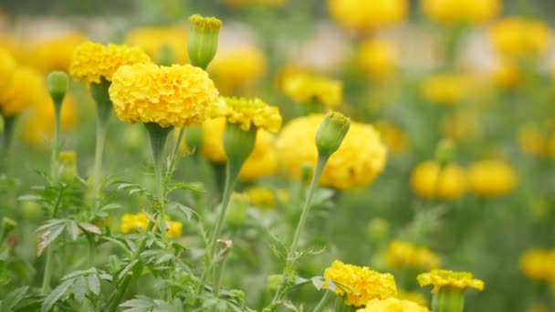 Cup Shaped Base Yellow Marigold Flower Clusters Breeze Effect — Stock Video