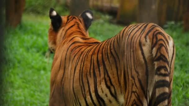 Tył Widok Stojący Patrząc Tygrys — Wideo stockowe