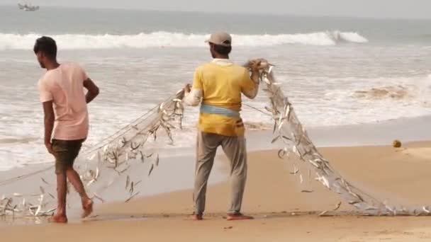 Facet Żółtej Bluzce Wyciąga Sieć Pełną Ryb — Wideo stockowe