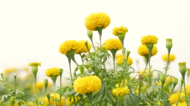 4K明亮的黄色菊花绿茎模糊的花园背景 — 图库视频影像