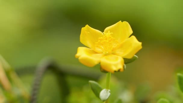 Gelbe Tulpe Frühling — Stockvideo
