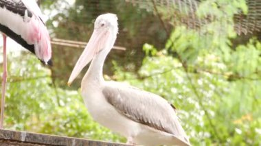 Ormanda kanat çırpan kuş çenesi