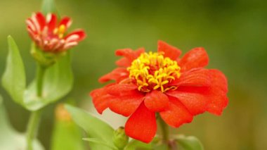 Bahçede kırmızı ve sarı yıldız çiçeği