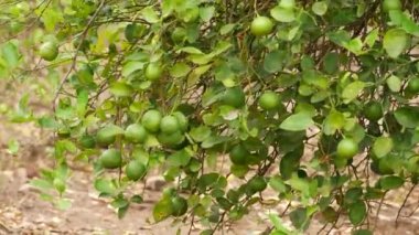 Yırtılan kireç meyveleri oval şekilli yaprak sapları üflüyor