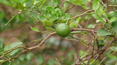 Dala bağlanmış olgunlaşmamış limon meyvesi.