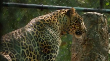 Arkadan bakan leopar.